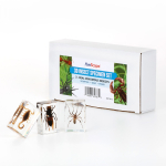 AmScope INST-3D-1 3D Real Fly Insect Specimen 3PC Kit W/ Butterfly, Fly and Honeybee (2)