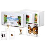 AmScope INST-3D-1 3D Real Fly Insect Specimen 3PC Kit W/ Butterfly, Fly and Honeybee (3)