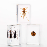 AmScope INST-3D-1 3D Real Fly Insect Specimen 3PC Kit W/ Butterfly, Fly and Honeybee (4)