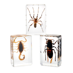AmScope INST-3D-1 3D Real Fly Insect Specimen 3PC Kit W/ Butterfly, Fly and Honeybee (6)