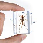 AmScope INST-3D-1 3D Real Fly Insect Specimen 3PC Kit W/ Butterfly, Fly and Honeybee (8)