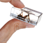 AmScope INST-3D-1 3D Real Fly Insect Specimen 3PC Kit W/ Butterfly, Fly and Honeybee (7)
