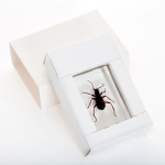 AmScope INST-3D-1 3D Real Fly Insect Specimen 3PC Kit W/ Butterfly, Fly and Honeybee (9)