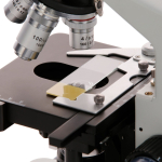 AmScope BS-FSIL50-Y 50pc Blank Silane Slides with Single Frosted, Yellow-Coated Side (4)