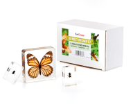 AmScope INST-3D-1 3D Real Fly Insect Specimen 3PC Kit W/ Butterfly, Fly and Honeybee (1)