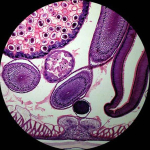 AmScope PS50A 50 Biology Prepared Microscope Slides Set (1)