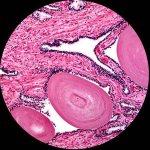 AmScope B120C-E1 B120 Series Student and Professional LED Binocular Compound Microscope 40X-2500X Magnification With 1MP Digital Camera, 3D Stage and Interactive Student's Friendly Software Kit (7)