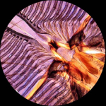AmScope M600C-E3 M600 Series Student Monocular Compound Microscope 40X-2500X Magnification w/ Mechanical Stage and 3MP Digital Camera (8)