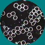 AmScope B690-PL-DK B690 Series Infinity Plan Darkfield Binocular Compound Microscope with 20W Halogen Kohler Illumination and Optional Digital Camera (8)