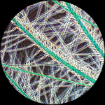 AmScope T490B-PCS-5MBI T490 Series Phase-Contrast Simul-Focal Trinocular Compound Microscope 40X-2000X Magnification with 20W Halogen, 5.3MP (10)