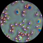 AmScope T490B-PCS-5MBI T490 Series Phase-Contrast Simul-Focal Trinocular Compound Microscope 40X-2000X Magnification with 20W Halogen, 5.3MP (11)