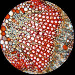 AmScope T490B-MT T490 Series Biological Trinocular Compound Microscope 40X-2000X Magnification with 1.3MP USB Digital Camera (6)