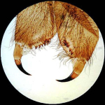 AmScope PS25P 25pc Prepared Glass Microscope Slides in Plastic Case with Plant, Fungus, Insect and Mammal Specimens (5)