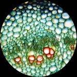 AmScope M620C-10M3 M620 Series Monocular LED Compound Microscope 40X-2500X Magnification w/ 10MP USB 3.0 C-mount Camera (12)