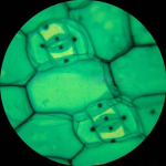 AmScope M148-E M148 Series Biological Science Student Monocular Compound Microscope 40X-400X Magnification with USB2.0 Digital Camera (7)