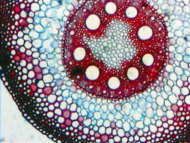AmScope B490B 40X-2000X Binocular Compound Microscope (9)