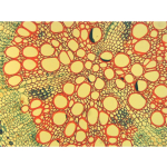 AmScope MD8211S30-SCP100 40X-2000X 3MP Digital Integrated Microscope w/ LED Illumination + Blank Slides, Tissues (7)
