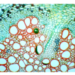 AmScope MD827Z30-A195K-A185A 40X-2500X 3MP Digital Integrated Microscope w/ Halogen Illumination + Koehler Field Lens, Fitted Hard Case (7)