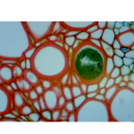 AmScope MD827Z30L 40X-2500X 3MP Digital Integrated Microscope w/ LED Illumination (7)