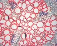 AmScope MD82ES10 40X-2000X 1.3MP Digital Integrated Microscope w/ LED Illumination (7)