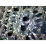 AmScope MT5800-CCD 1.4MP Peltier Cooled CCD Low Light Fluorescence Microscope Camera (4)