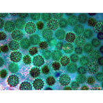 AmScope IN300TC-5MA IN300 Series Infinity-corrected Inverted Biological Trinocular Compound Microscope 40X-1000X Magnification with Phase-contrast and 5MP USB 2.0 Camera (6)