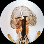 AmScope PS50A 50 Biology Prepared Microscope Slides Set (3)