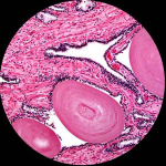 AmScope M220C-E1 M220 Series Monocular Compound Microscope 40X-1000X Magnification with 3D Mechanical Stage and 1MP Camera (6)