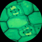 AmScope M200-MS-LED-E1 M200 Series LED Student Monocular Compound Microscope 40X-400X Magnification w/ Mechanical Caliper and 1MP Digital Camera (8)
