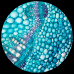 AmScope T120-9M T120 Trinocular Compound Microscope 40X-1000X w/ LED, 3D Stage, Siedentopf Head & 9MP USB 2.0 Camera (9)