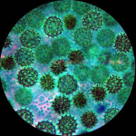 AmScope M150C-SP15-EXCL1 M150 Series Portable Student Monocular Compound Microscope 40X-1000X Magnification with LED, Basic Slide Preparation Kit and Experiment Cards (8)
