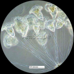 AmScope IN200TA-P IN200 Series Inverted Tissue Culture Trinocular Compound Microscope 40X-640X Magnification with USB Camera (6)