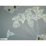 AmScope IN300TC-5MA IN300 Series Infinity-corrected Inverted Biological Trinocular Compound Microscope 40X-1000X Magnification with Phase-contrast and 5MP USB 2.0 Camera (7)