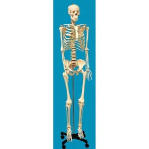 Product image for HSLS01