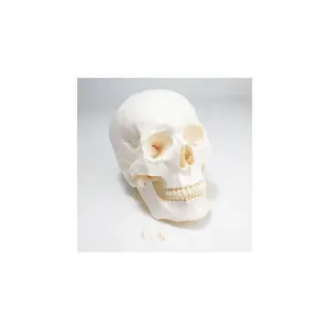 Product image for UNPLSKULL